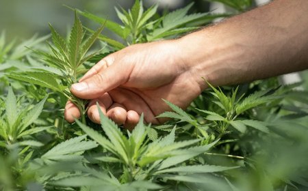 Morocco's Legal Beldiya Cannabis Cultivation Triples in 2025, Boosting Medical Industry